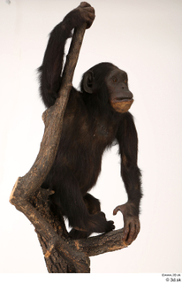 Chimpanzee Bonobo whole body 0008.jpg